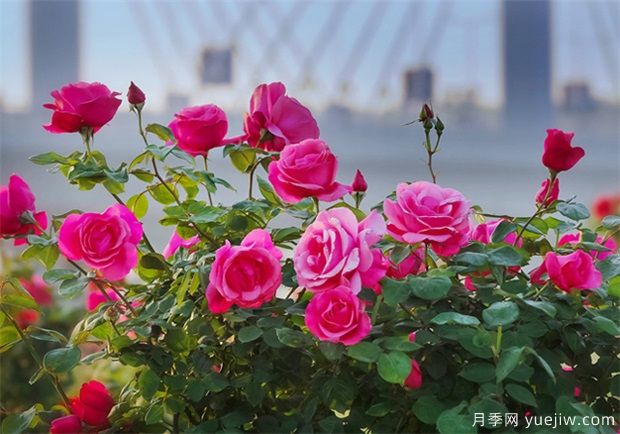月季盛會(huì )，南陽(yáng)將舉辦2023中國·南陽(yáng)首屆世界月季博覽會(huì )(圖1)
