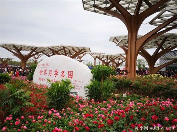 月季盛會(huì )，南陽(yáng)將舉辦2023中國·南陽(yáng)首屆世界月季博覽會(huì )(圖2)