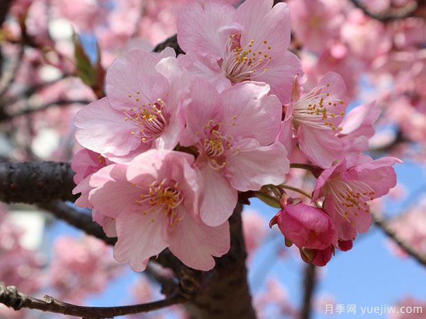 早櫻晚櫻冬櫻的區別？櫻花主要品種(圖1)
