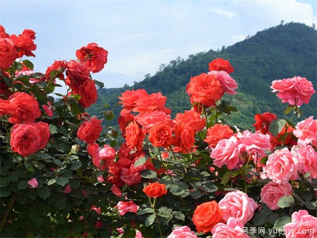園林苗木行業(yè)必知的專(zhuān)業(yè)術(shù)語(yǔ)，還有哪些不知道？(圖1)