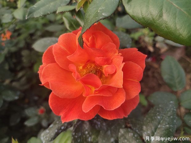 8個(gè)優(yōu)秀豐花月季品種，一株花滿(mǎn)枝頭(圖2)