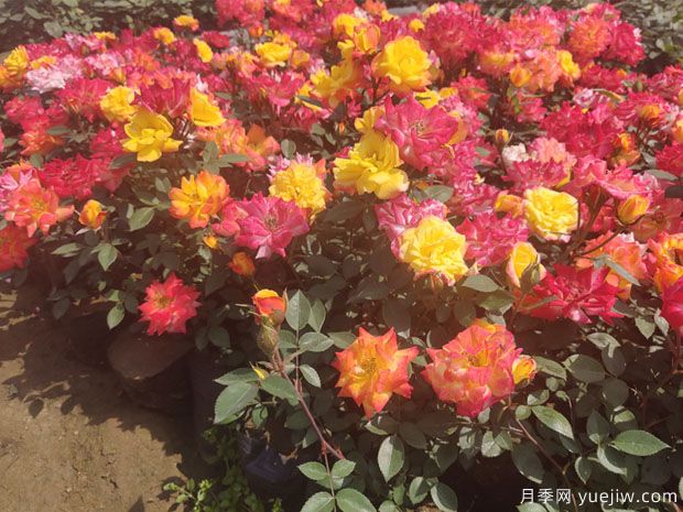 推薦必種的6種藤本月季，花量大長(cháng)勢快，打造花墻超漂亮(圖4)
