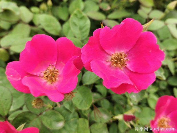 小桃紅杏花村盆栽月季用于浙江亞運會(huì )綠化(圖3)