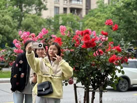 南昌西站大街樹(shù)狀月季盛開(kāi) 構成城市花廊景觀(guān)(圖1)