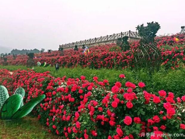 駐馬店市花文化和月季景觀(guān)(圖1)