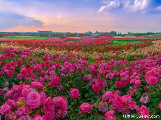 2023首屆世界月季博覽會(huì )開(kāi)幕，綠色中國行—走進(jìn)大美南陽(yáng)(圖1)