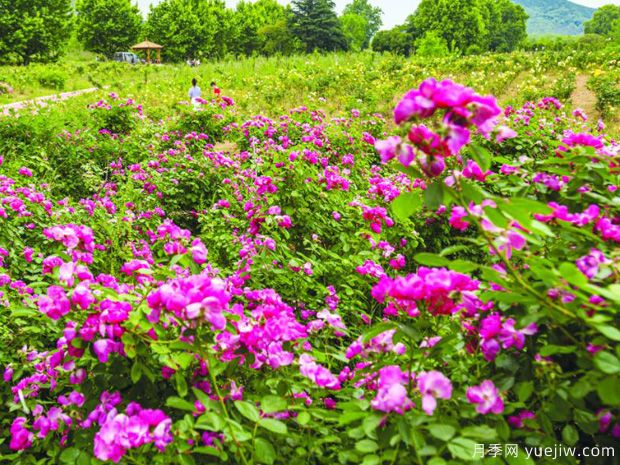 淮南月季市花文化和景觀(guān)圖集(圖1)