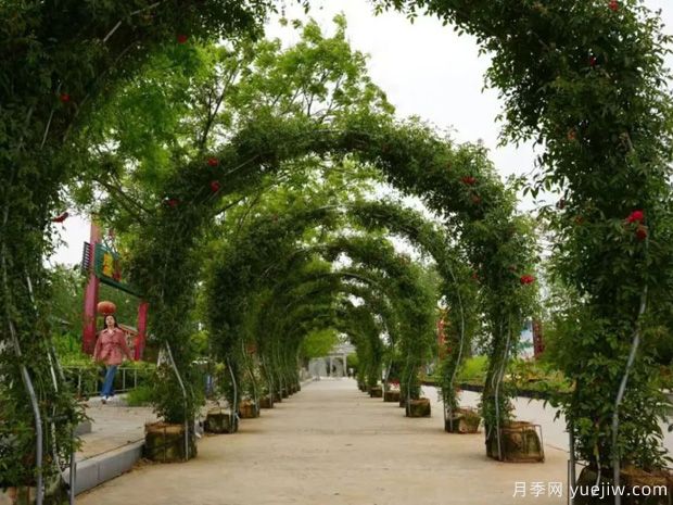 淮南焦崗湖月季花會(huì )，正是一年好風(fēng)景(圖1)