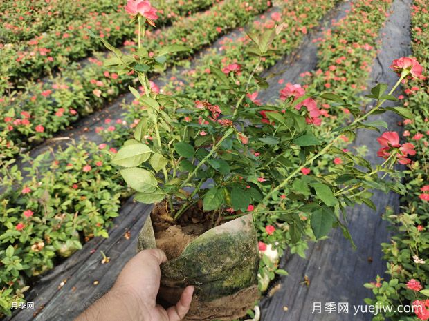 北京紅豐花月季大杯和中杯盆栽供應采購(圖4)
