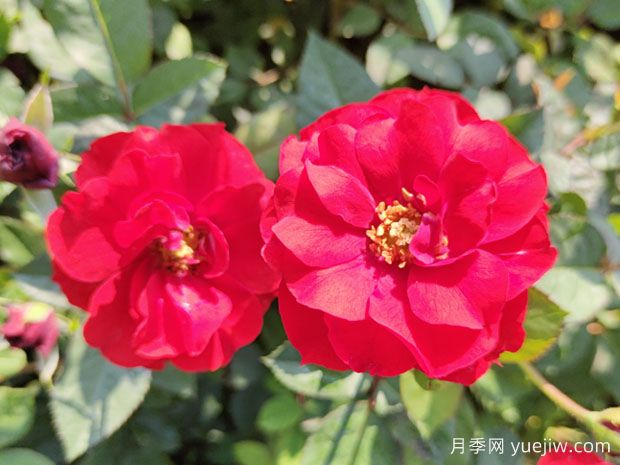 盆栽莫海姆月季優(yōu)秀豐花南陽(yáng)基地批發(fā)供應(圖1)