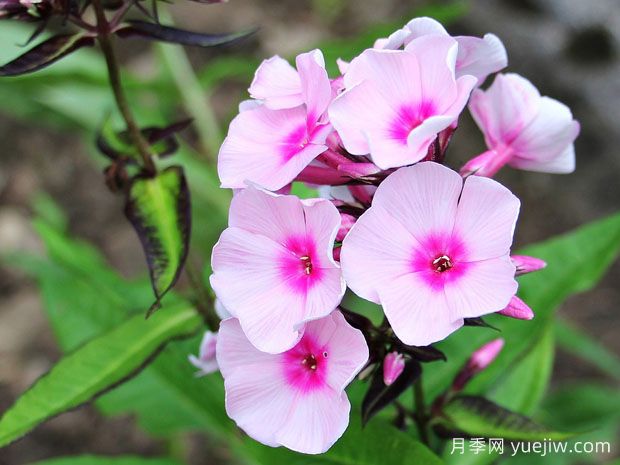 秋播16種草花品種，打造來(lái)年花園的絢麗燦爛(圖1)