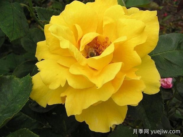 點(diǎn)石成金月季(圖1)