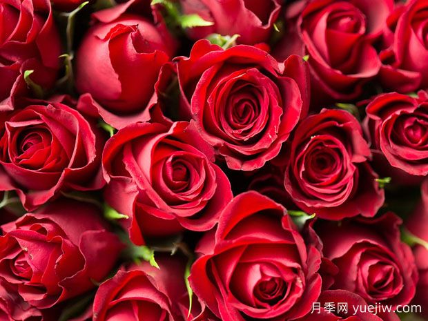 玫瑰花可以食用？八大妙用多種選擇(圖1)