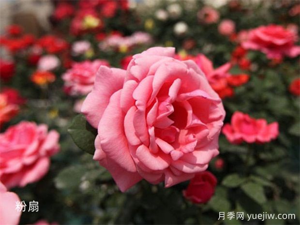原產(chǎn)中國的玫瑰花(月季花)，是如何成為美國國花的？(圖2)