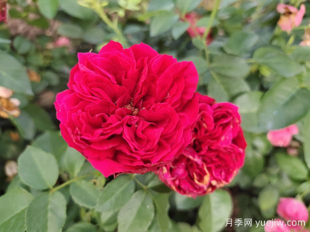 原產(chǎn)中國的玫瑰花(月季花)，是如何成為美國國花的？(圖3)