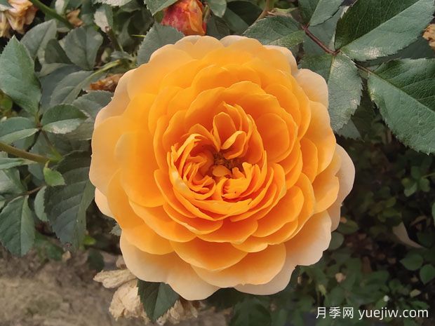 推薦10款微型月季，讓你的陽(yáng)臺四季開(kāi)花不斷(圖1)