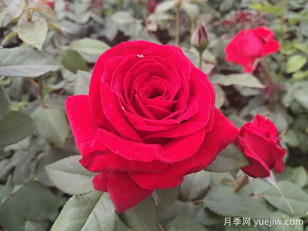 愛(ài)花必養大花月季，花大味香還好養，(圖1)