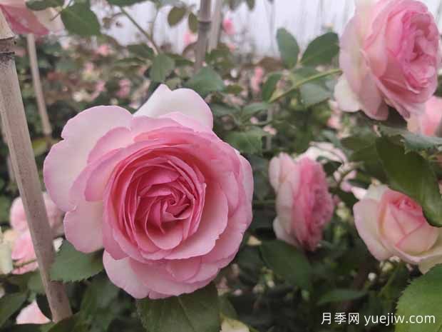 粉色的藤本月季花海，你想擁有嗎(圖1)