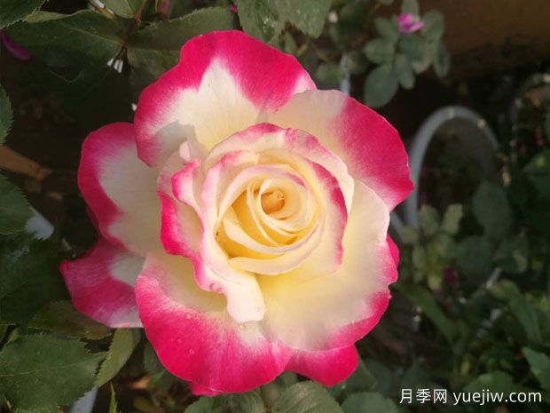 8個(gè)濃香開(kāi)花勤的品種，讓你一次性養個(gè)夠(圖1)