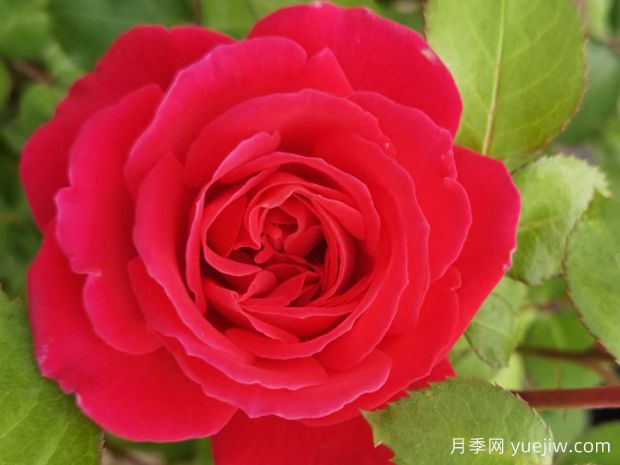 南陽(yáng)紅月季(圖1)