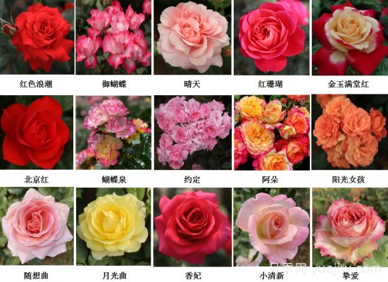 月季育種家：中國農業(yè)大學(xué)月季育種團隊(圖1)