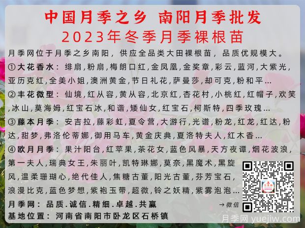 冬季南陽(yáng)月季大田裸根苗全品種批發(fā)供應(圖2)