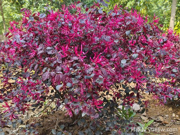 紅花繼木怎么種植？(圖1)