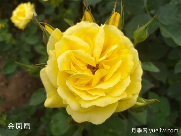 黃色系16種月季，明亮像太陽(yáng)，耀眼如黃金(圖1)