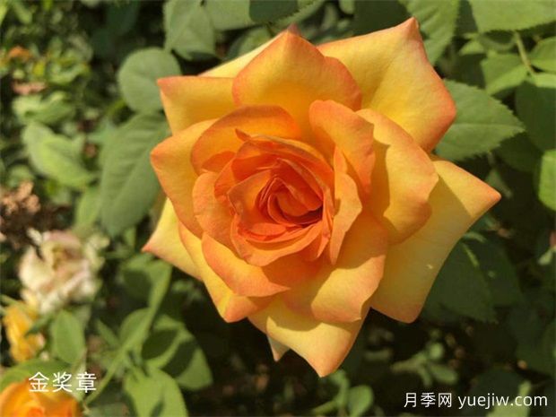 黃色系16種月季，明亮像太陽(yáng)，耀眼如黃金(圖5)