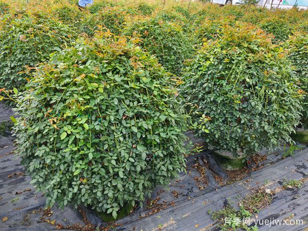 月季花球造型驚艷，風(fēng)靡園林綠化(圖1)