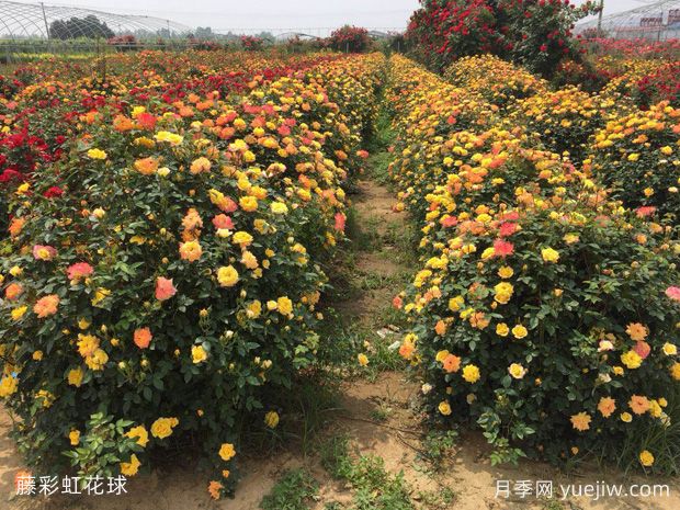 月季花球造型驚艷，風(fēng)靡園林綠化(圖3)