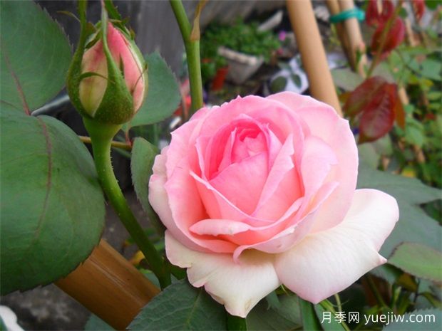 內粉外白 包子花型 粉色龍沙寶石稱(chēng)霸藤本月季界十年(圖1)