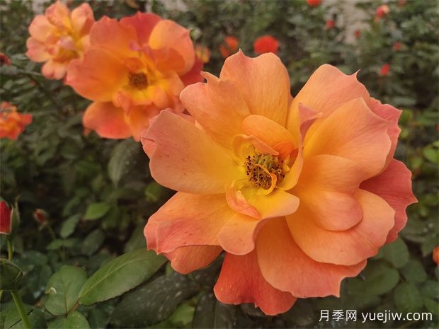六大類(lèi)型月季在綠化中的運用！苗木工程人必看(圖2)
