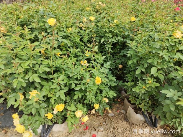 美植袋月季，大花豐花大缽月季苗(圖2)