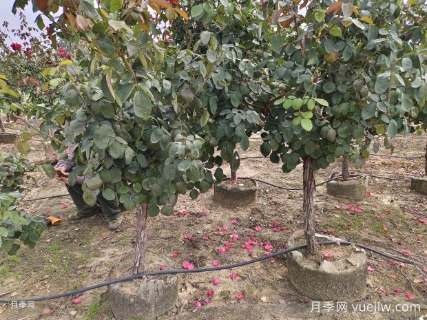 5公分低樁低桿月季樹(shù)，低價(jià)格有大冠幅(圖1)