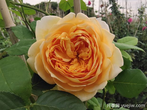 你認為的玫瑰，其實(shí)是月季花(圖1)