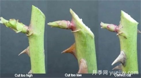 全面月季修剪教程：修剪時(shí)間、修剪程度及各類(lèi)月季修剪方法(圖3)