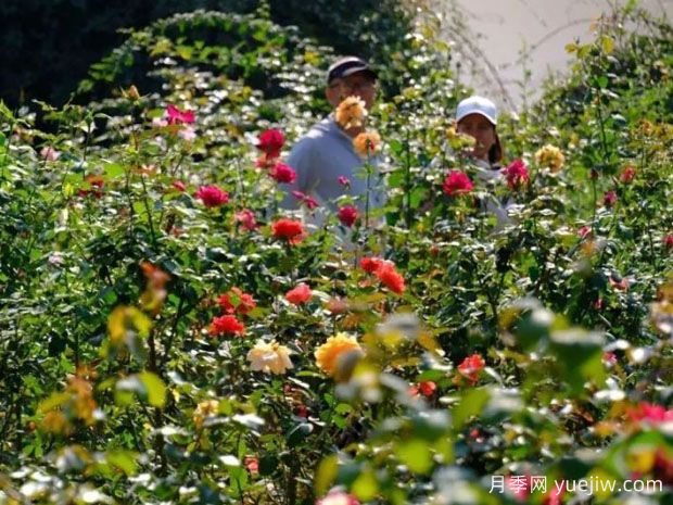 南寧花卉公園3萬(wàn)株月季入盛花期，市民聞香而來(lái)(圖1)