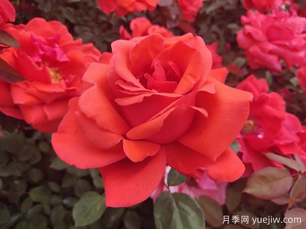南寧花卉公園3萬(wàn)株月季入盛花期，市民聞香而來(lái)(圖2)