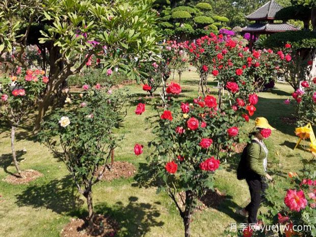 南寧南湖公園新年花季開(kāi)展，2萬(wàn)株月季盛放香飄滿(mǎn)園(圖2)