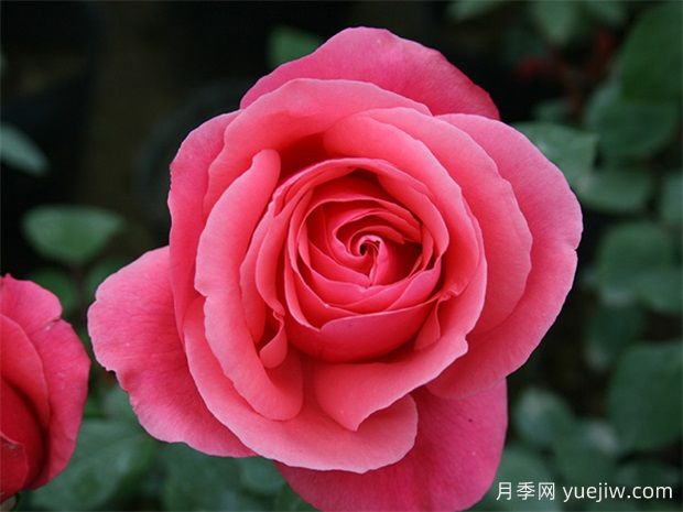 月季網(wǎng)：綠化工程必看，月季的八大類(lèi)型品種和應用(圖1)