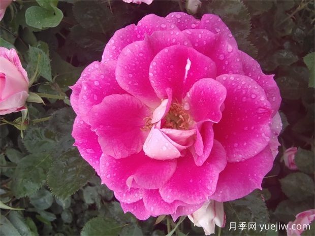 月季網(wǎng)：綠化工程必看，月季的八大類(lèi)型品種和應用(圖2)