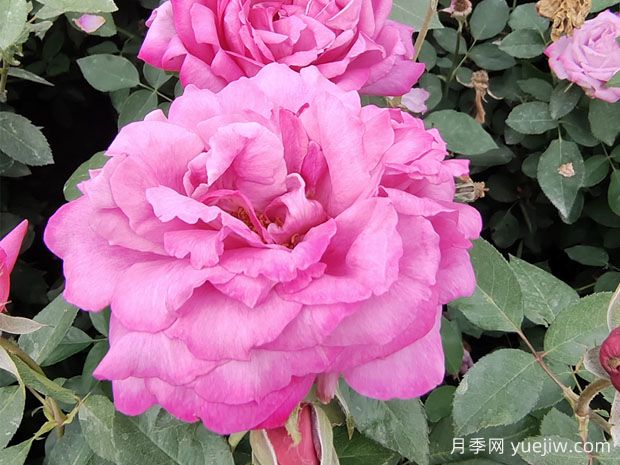 25個(gè)藍紫色月季品種大合集，天然藍紫美到心里(圖3)
