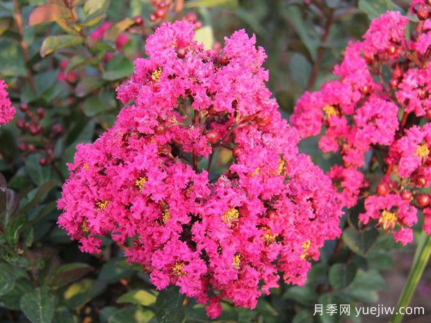 要想紫薇開(kāi)花好，冬季修剪要認真做(圖1)