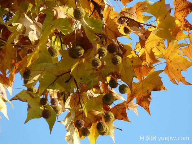 ?世界十大行道樹(shù)種類(lèi)，法桐櫸樹(shù)榆樹(shù)七葉樹(shù)在列(圖1)