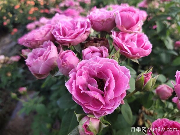 花木產(chǎn)地：南陽(yáng)市蒲山鎮(圖1)