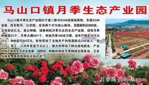 花木產(chǎn)地：南陽(yáng)市馬山口鎮(圖1)