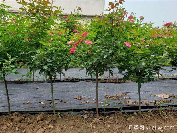 嫁接月季砧木用山木香好還是野薔薇好？(圖1)