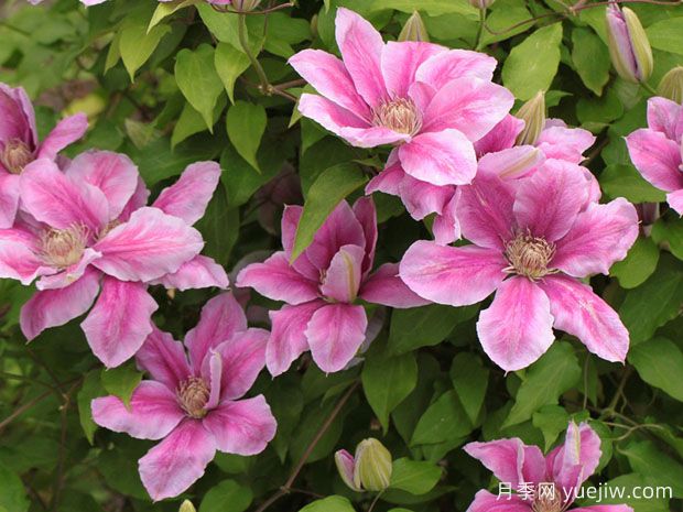 推薦8種很會(huì )爬墻的開(kāi)花藤本植物(圖1)