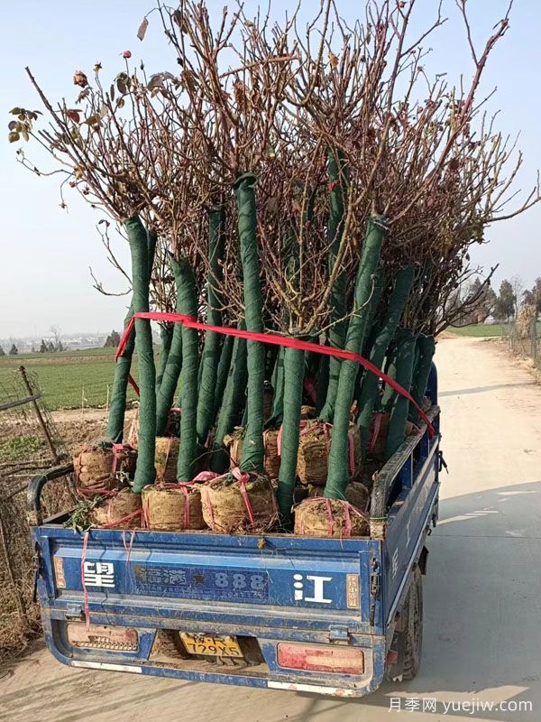 5公分樹(shù)樁月季美化湖南行道景觀(guān)(圖2)